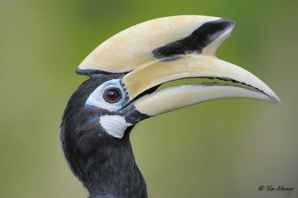 Oriental Pied Hornbill_5